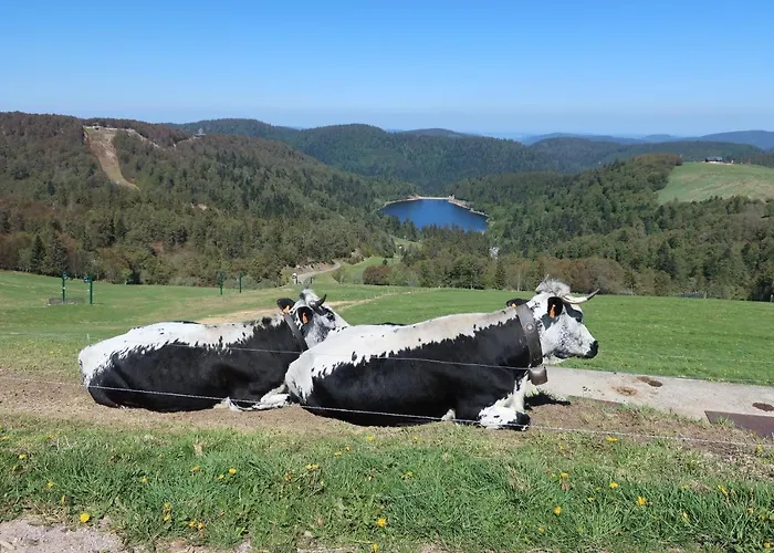 Bed & Breakfast D'hotes Le Chene Ban-sur-Meurthe-Clefcy